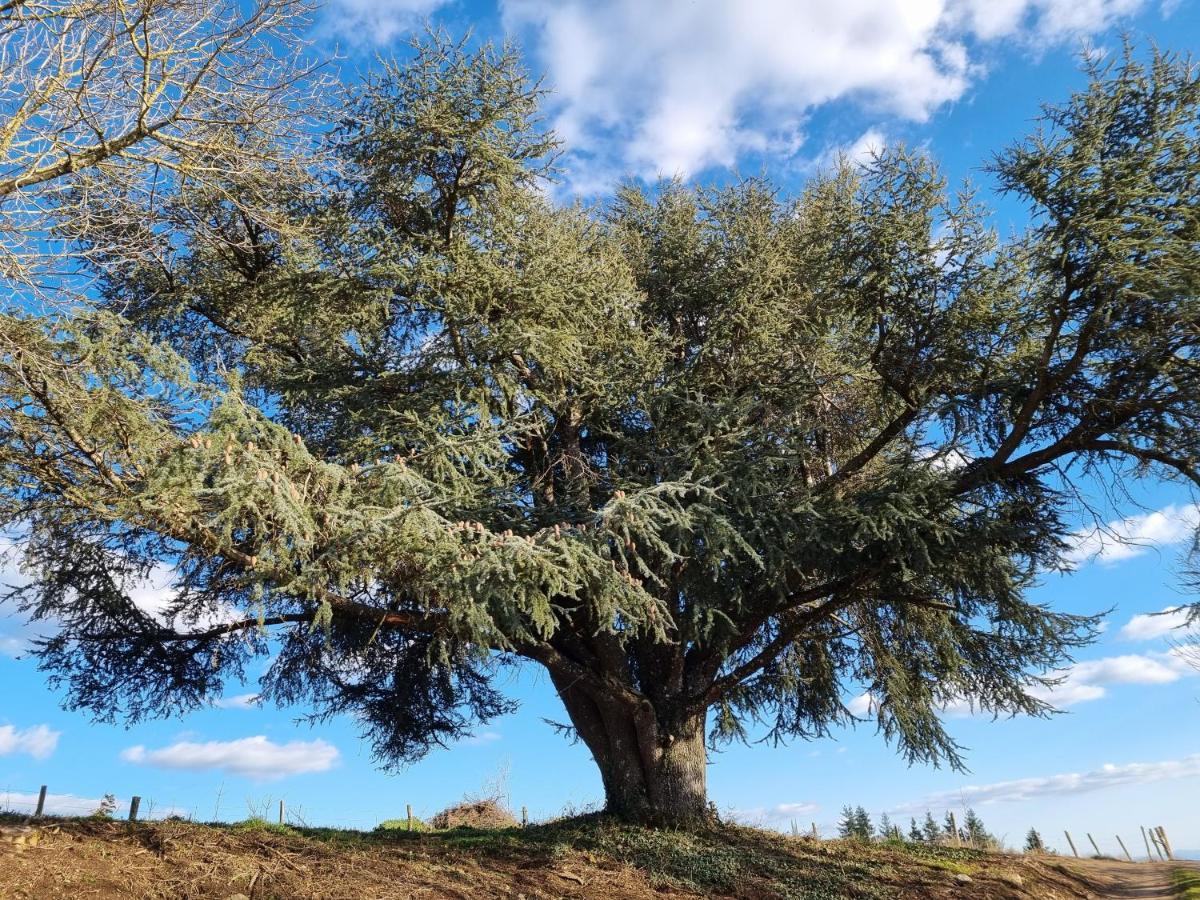 Вілла L'Oeil De Carcassonne Caudebronde Екстер'єр фото
